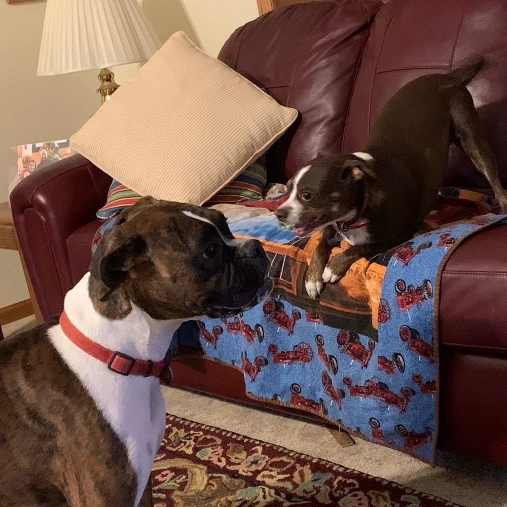 My fur babies and others. Lol. - Picture 5 of 15